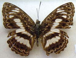 Image of Euptera