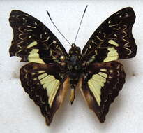 Image of Euptera