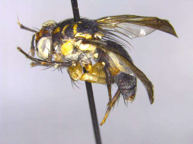 Image of Tachiniscinae