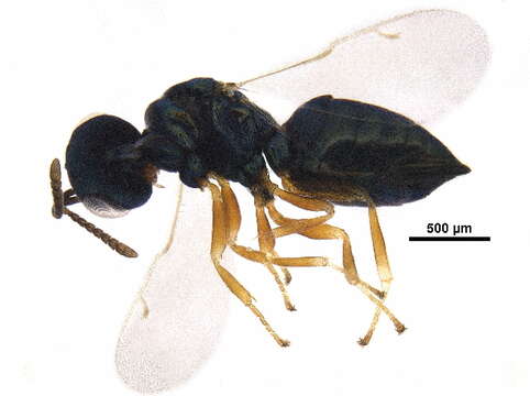 Image of Trichomalopsis