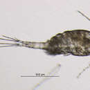 Image of Eucyclops serrulatus