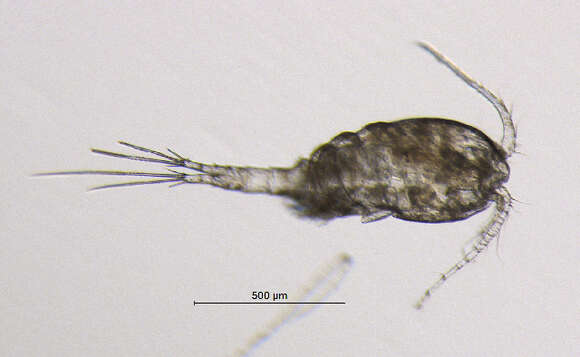 Image of Eucyclops serrulatus