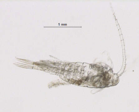 Image of Heterocope Sars G. O. 1863