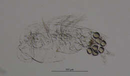 Image of Acanthodiaptomus Kiefer 1932