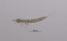 صورة Parastenocarididae Chappuis 1940