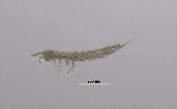 Image of Parastenocarididae Chappuis 1940