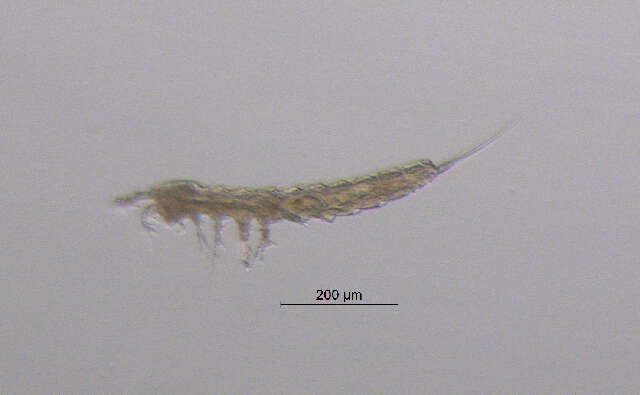 Image of Parastenocarididae Chappuis 1940