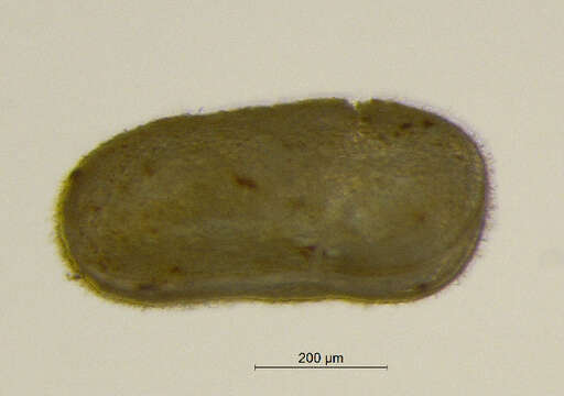 Image of Loxoconchidae Sars 1925