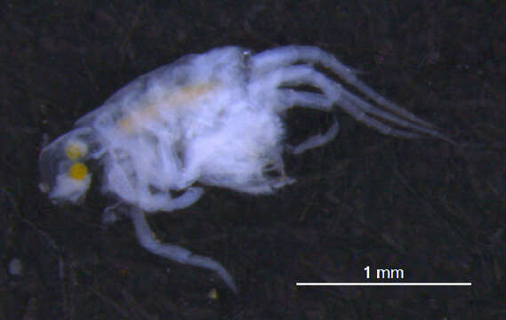 Image of Maeridae Krapp-Schickel 2008