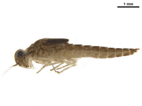 Image of Labiobaetis