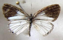 Image of Cupidesthes