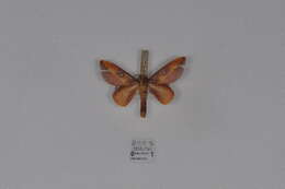 Image of Cicia Oiticica Filho 1964