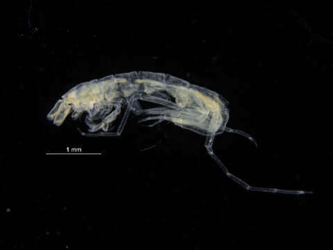 Dulichiidae Dana 1849 resmi