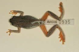 Image of african reed frogs