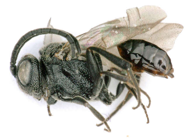 Image of Brachygaster