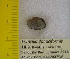 Image of Truncilla Rafinesque 1819