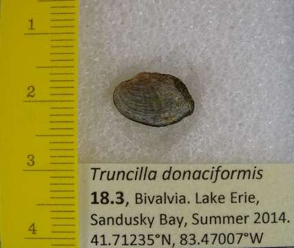 Слика од Truncilla Rafinesque 1819