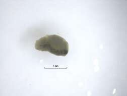 Image of Platyzoa