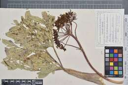 Image of Giant Fennel