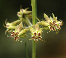 Image de Miraglossum