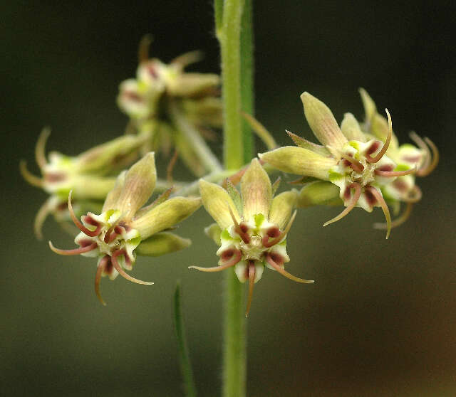 صورة Miraglossum