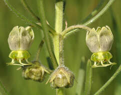 Image de Miraglossum