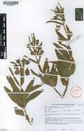 Image of Pachycarpus