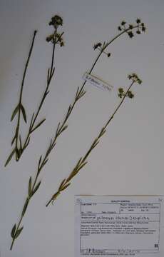 Image of Miraglossum