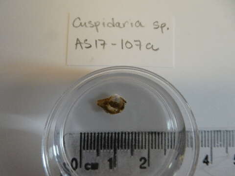 Image of Cuspidaria