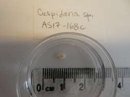 Image of Cuspidaria