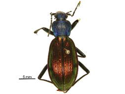 Image of Carabinae