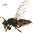 صورة Pelomyia