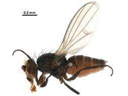 Pelomyia resmi