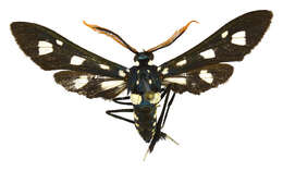 Image of Pseudocharis Druce 1884
