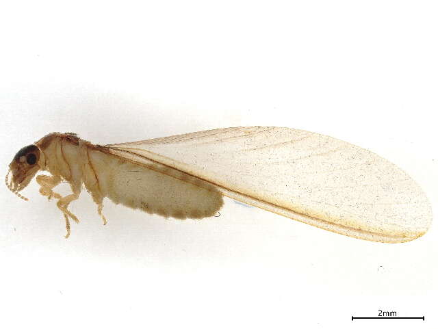Image of Macrotermitinae