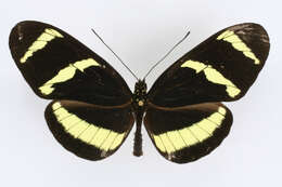 Image of Heliconius