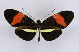 Image of Heliconius