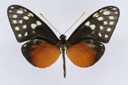 Image of Callithomia