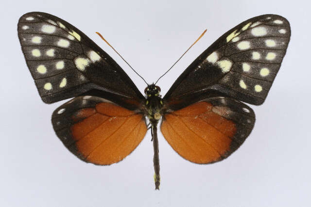 Image of Callithomia