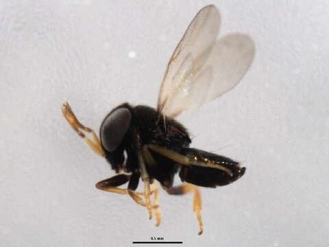 صورة Tetracneminae