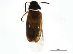 Image of Anaspidinae