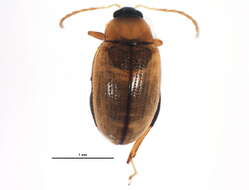 Image of Galerucinae