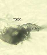 Image of Follicle mites