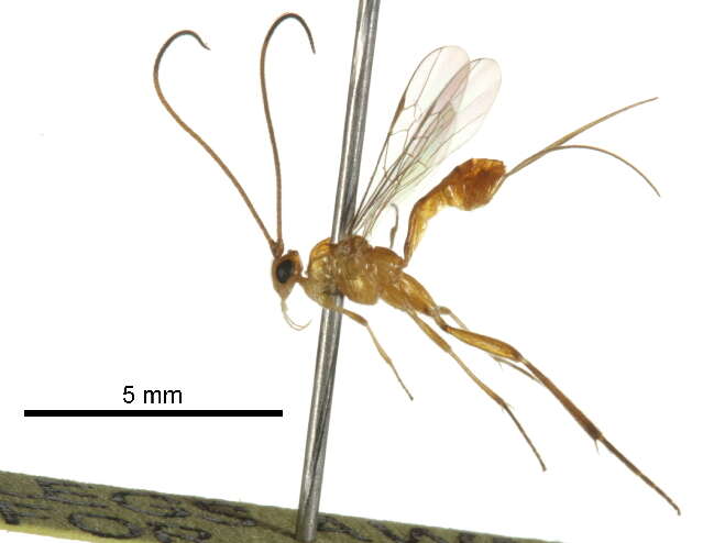 Image of Stantonia