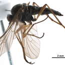 Imagem de Rhagioninae