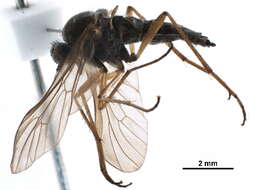 Image of Rhagioninae