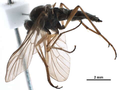 Imagem de Rhagioninae