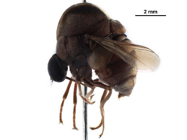 Image of Philopotinae