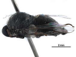 Image of Acrocerinae