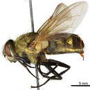 Image of Polleniidae